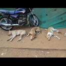 Ausruhen nach nächtlichen Bellorgien